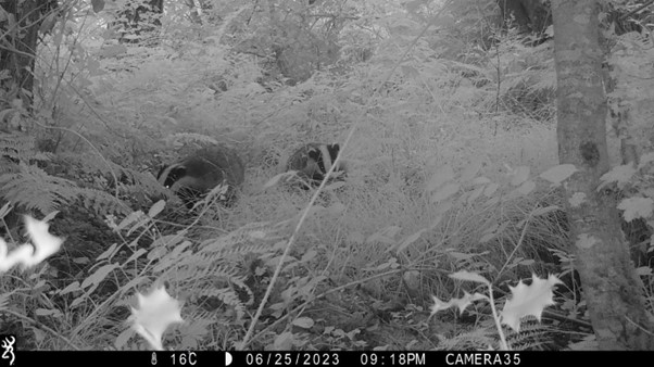 A couple of badgers captured by a trail camera in Ballardbeg, Co. Wicklow